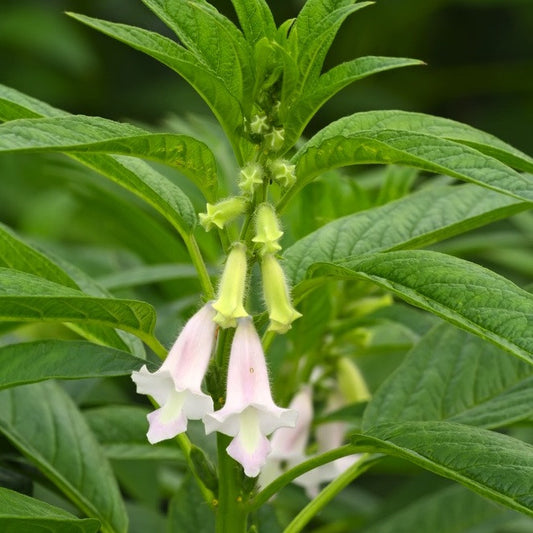 Sesame, Extra Virgin