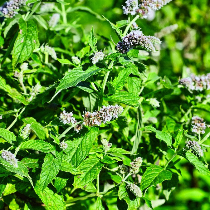 Spearmint, Organic