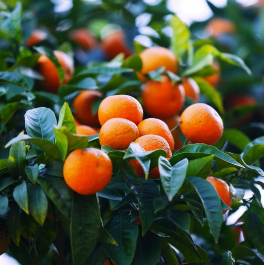 Tangerine Fragrance Oil