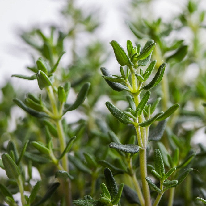 Thyme, CT Red Borneol, Wildcrafted