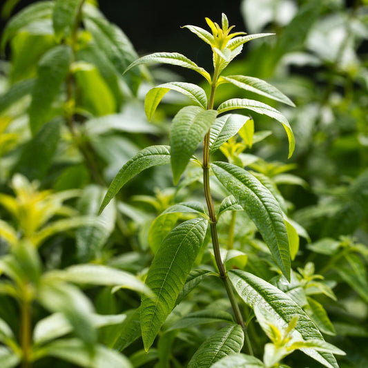 Lemon Verbena Perfume Oil