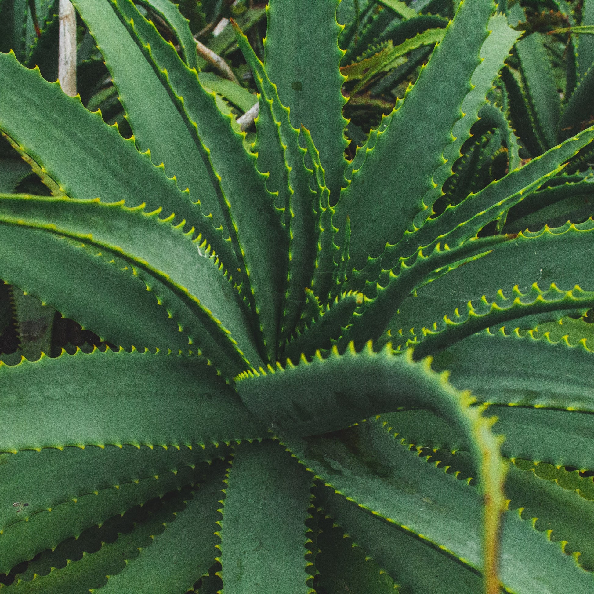 organic aloe vera plant TIMELESS Organic Aloe Vera Gel promotes healing for mild sun burn. – TIMELESS Essential Oils