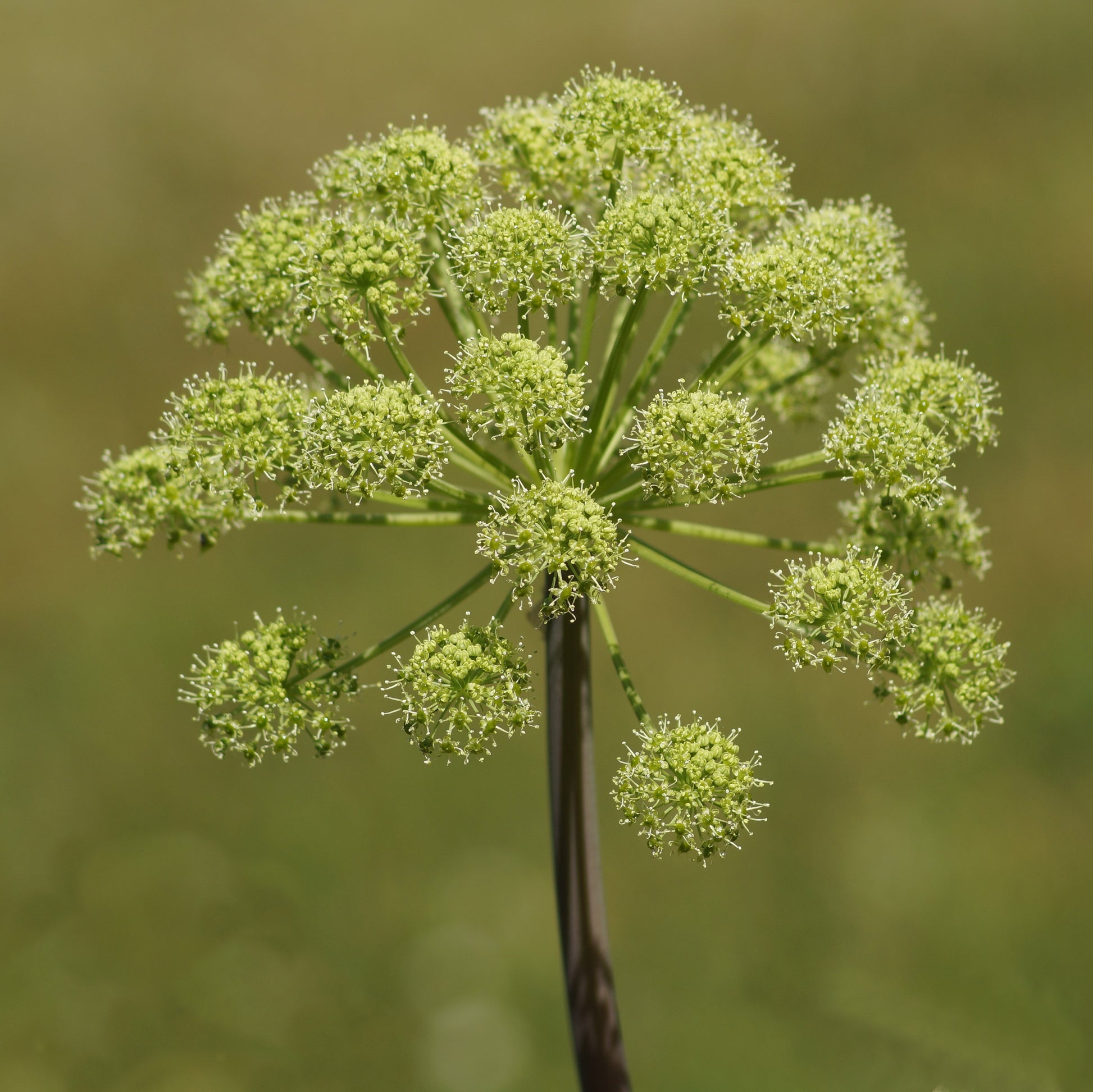 Angelica archangelica flower