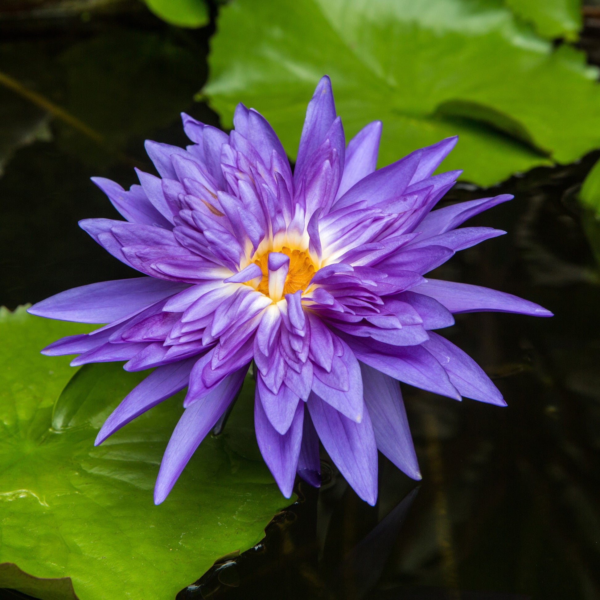 Blue lotus flower