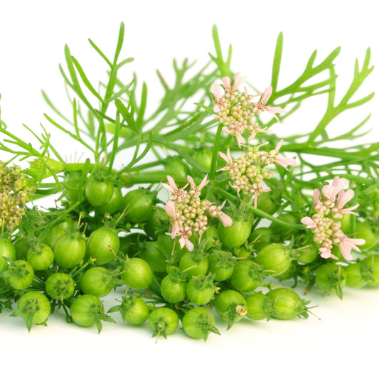 Coriander flowers and seeds