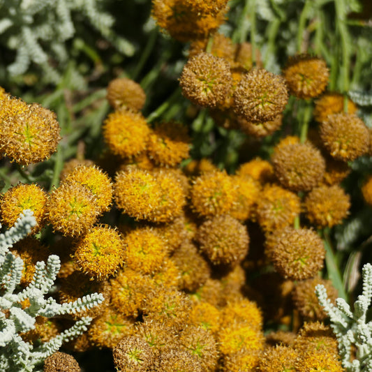 Davana flowers, ready to distill for essential oil.