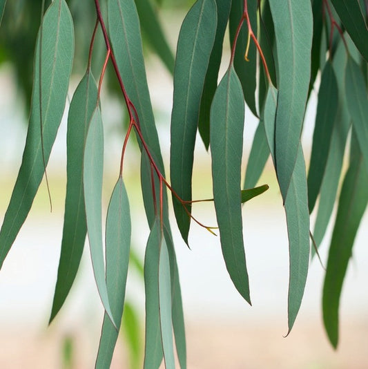 Young Eucalyptus Lemon leaves