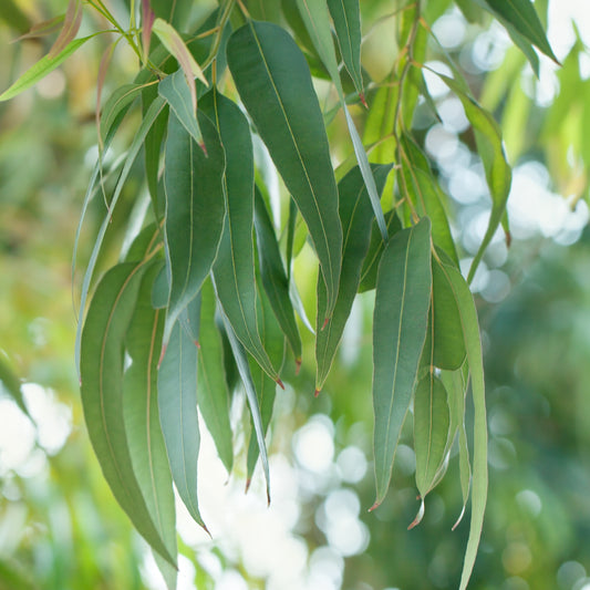 Eucalyptus Blue Mallee, Rectified