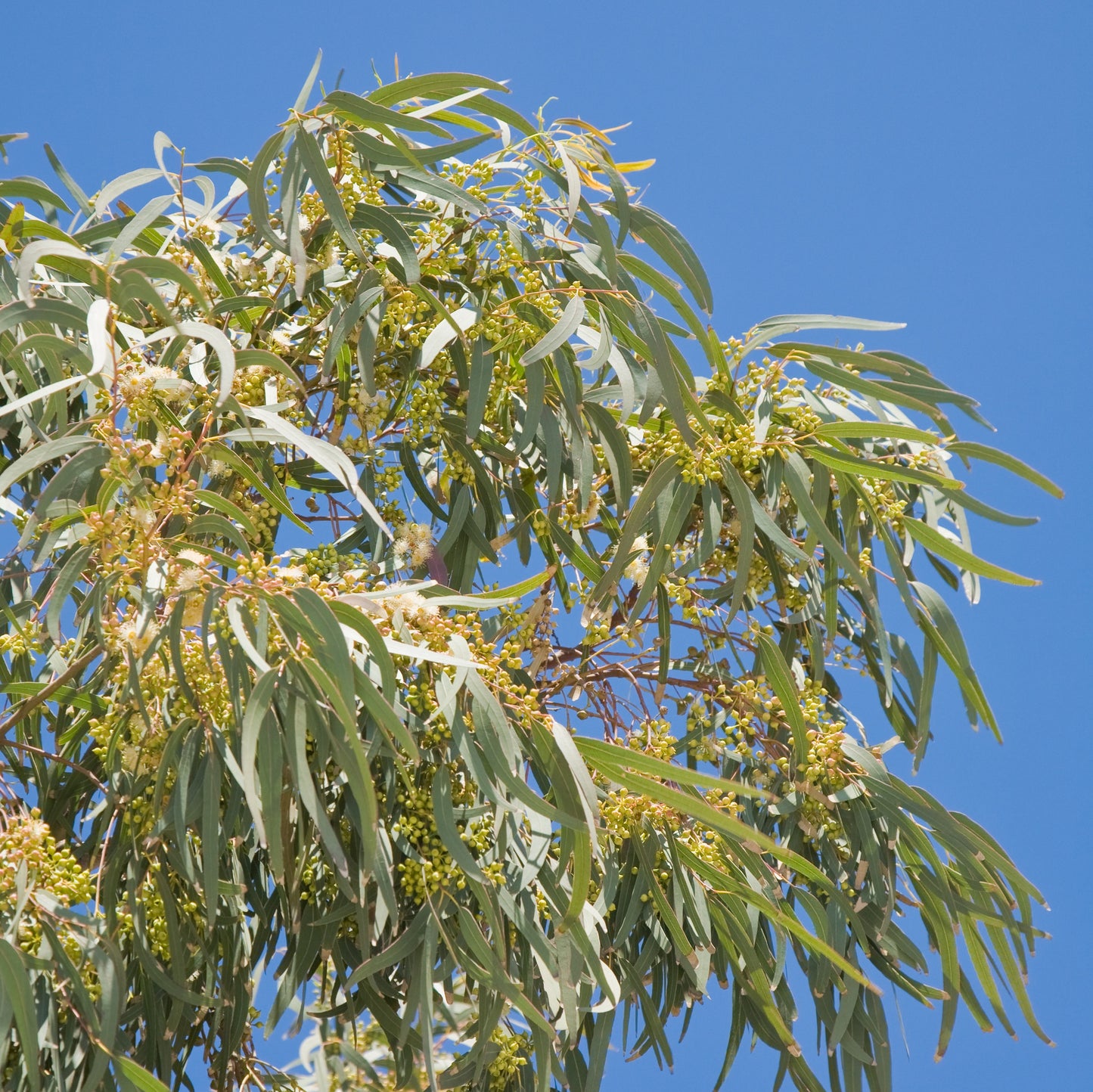 Eucalyptus Radiata, Wildcrafted