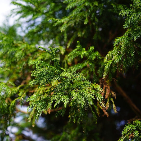 Balsam Fir