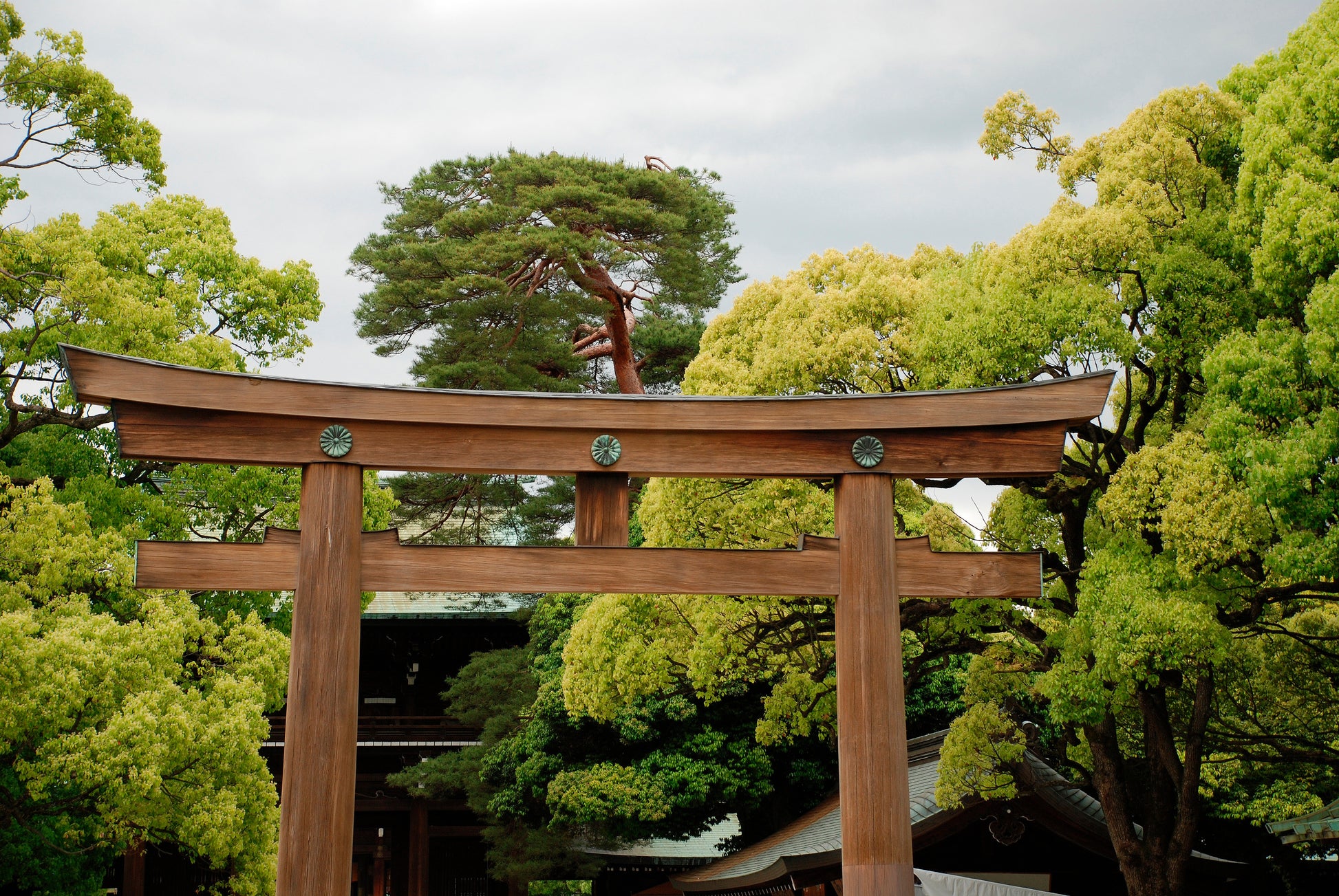 Gate at Meiji Jingu Temple in Tokyo, Japan is made of Hinoki timbers.
