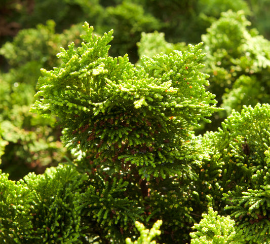 Foliage of the Hinoki Cypress.  Essential Oil made from the Hinoki trees is grounding and uplifting.