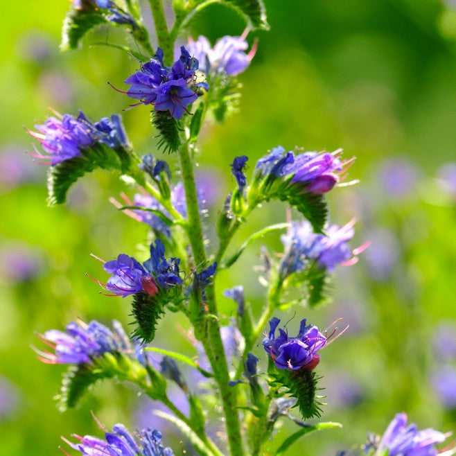 Hyssop, Wildcrafted