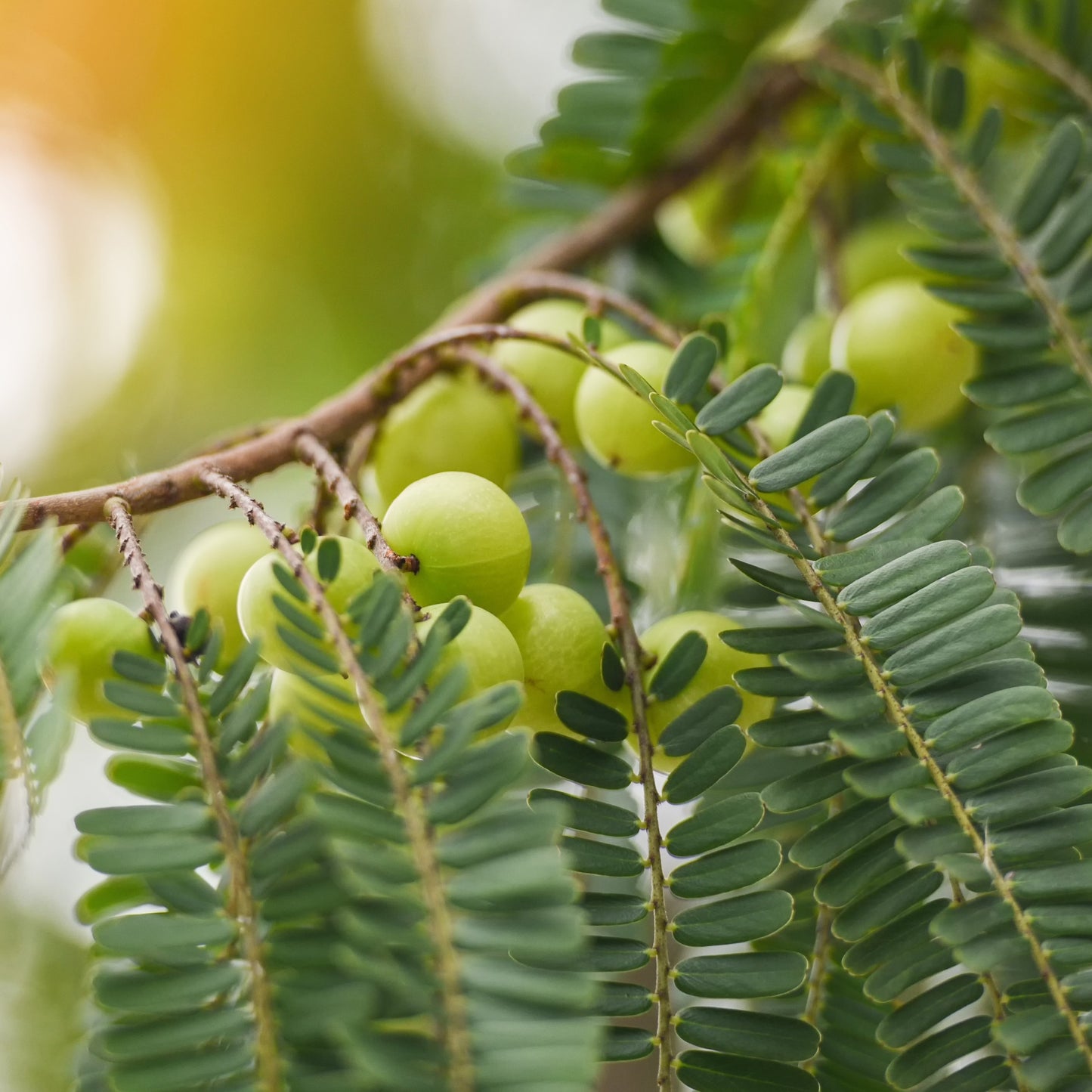 Amla Oil, Organic