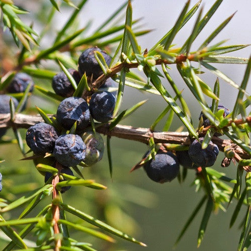 Juniper Raim Juniper Cones