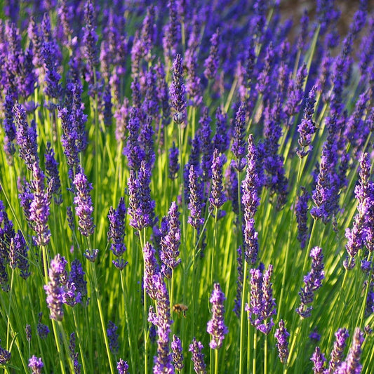Lavandin in bloom