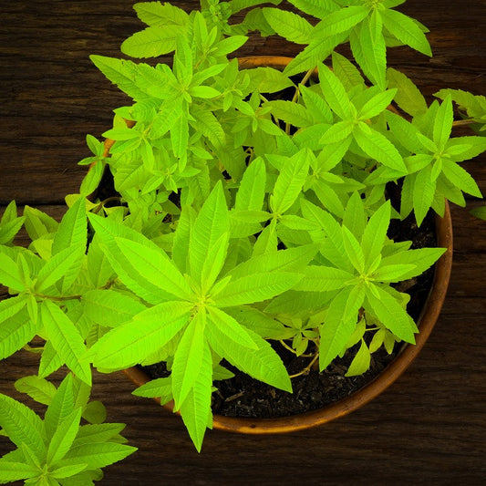 Lemon Verbena