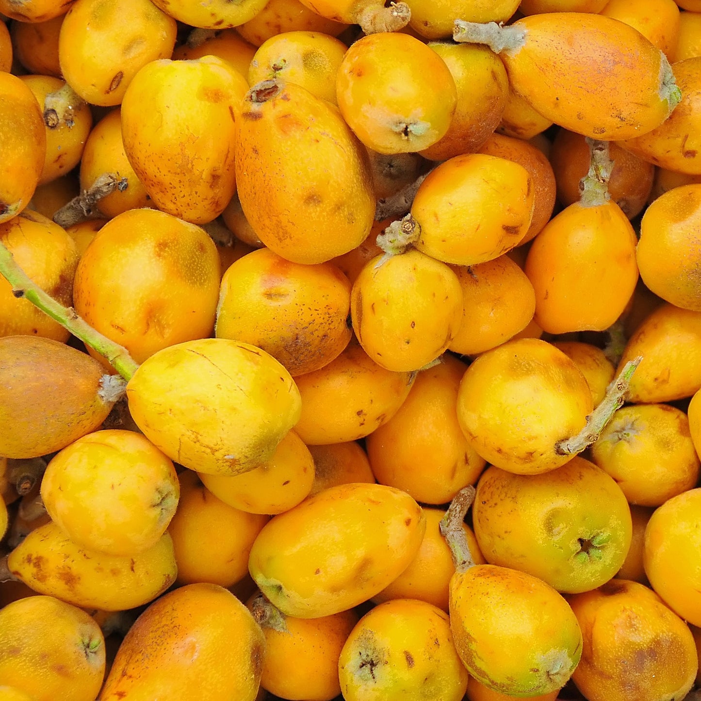 TIMELESS Virgin Organic Marula Oil is cold pressed from the seeds of the ripe marula fruits.