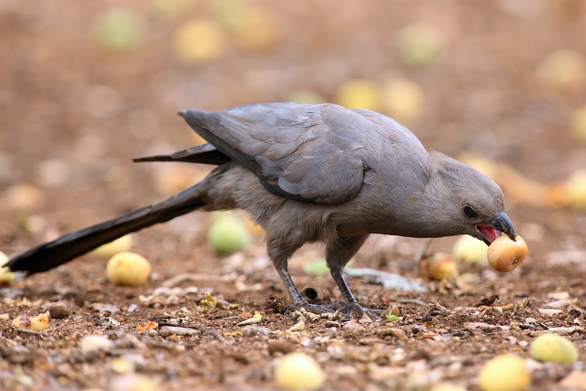 Grey lourie feasts on ripe marula fruits.