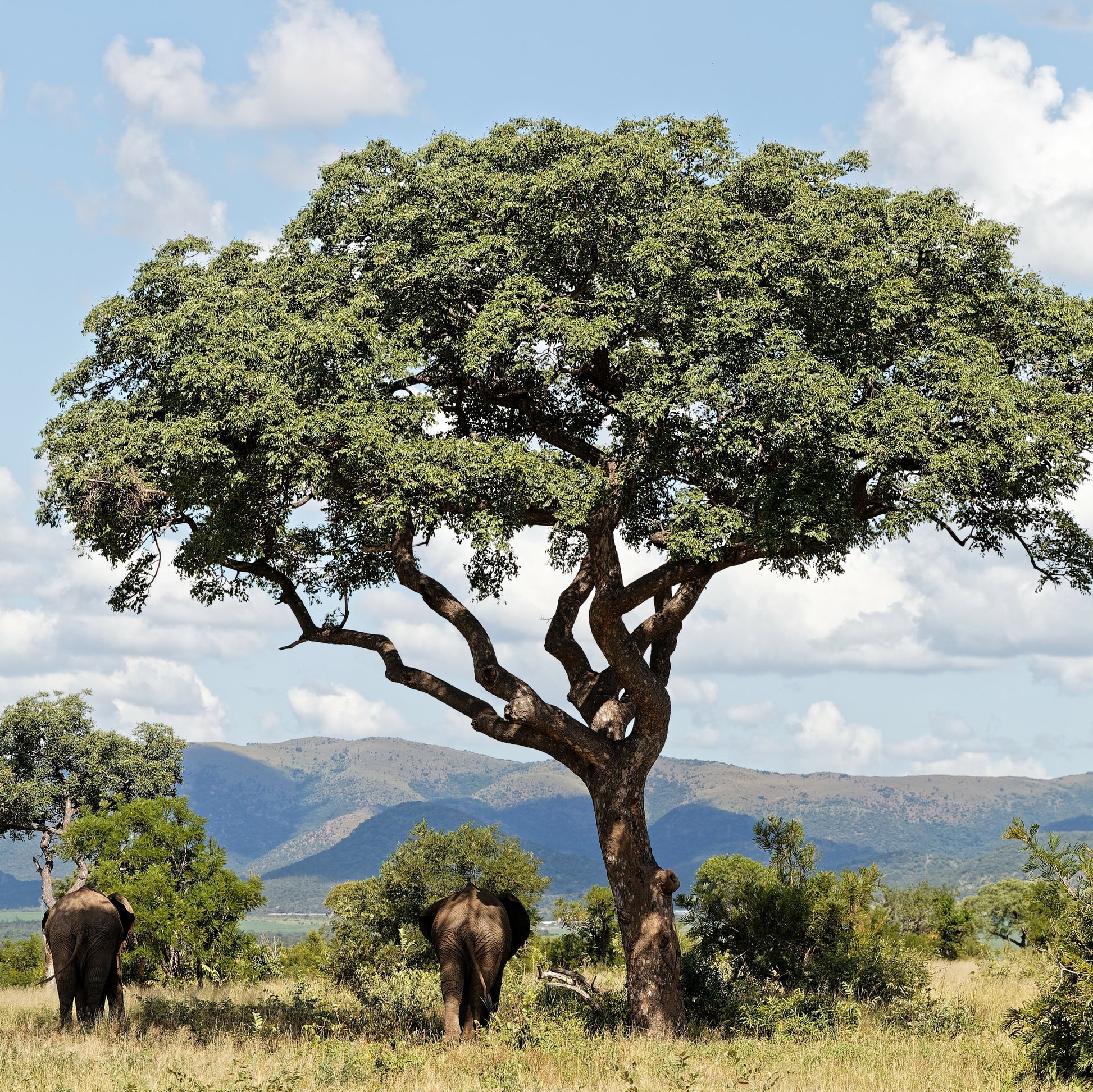 Marula tree in Namibia provides shade for elephants.