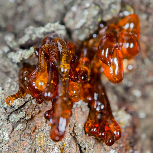 Myrrh resin, known as "tears", exuding from a tree trunk.