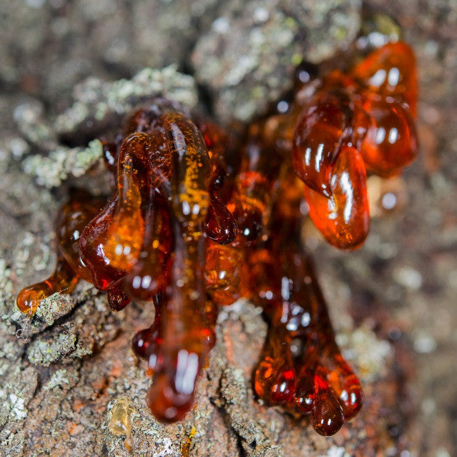 Myrrh resin