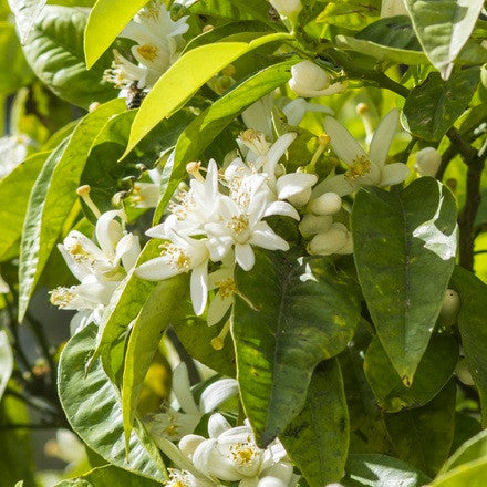 Orange blossoms (Neroli)