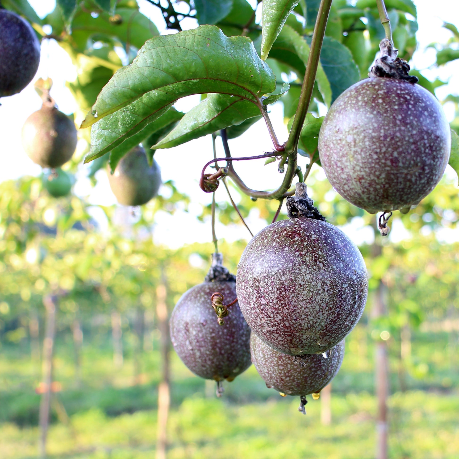 TIMELESS Premium Unrefined Passionfruit Seed Oil starts in the orchards in Peru, where the trees are grown with love.
