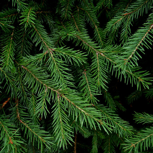 Fir Needle, Siberian, Wildcrafted