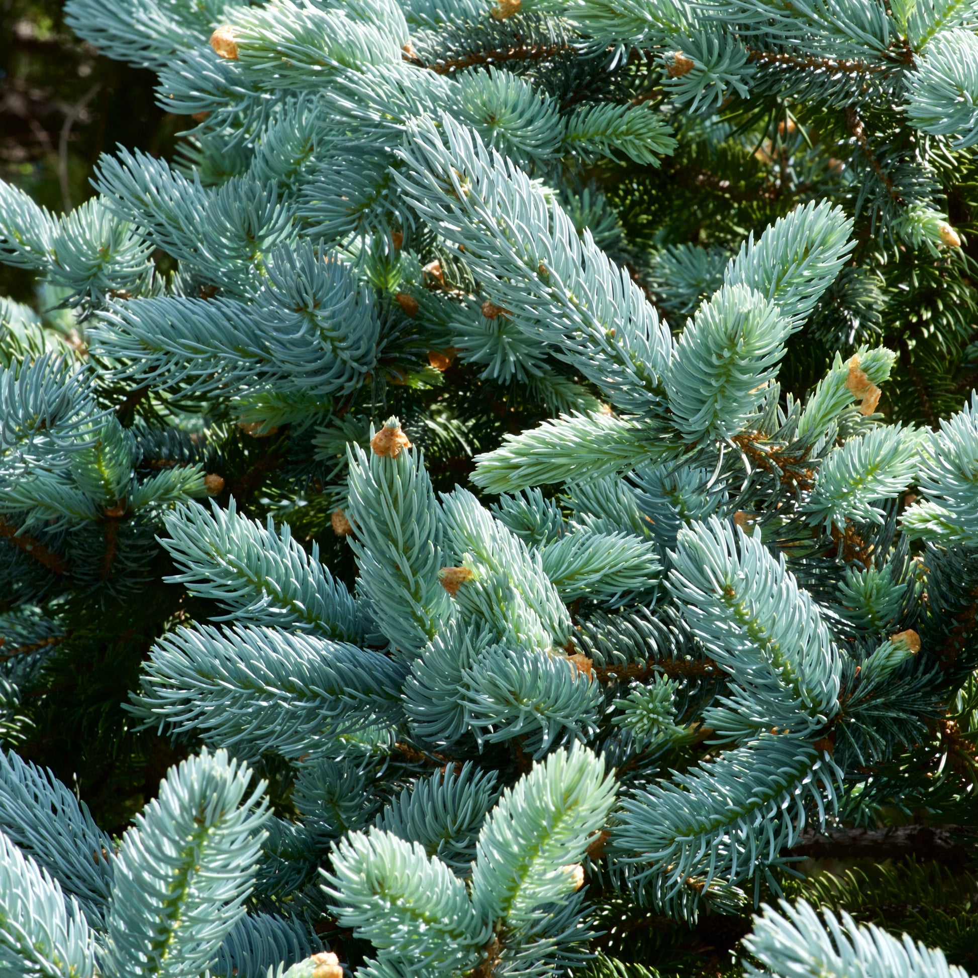 Silver Fir