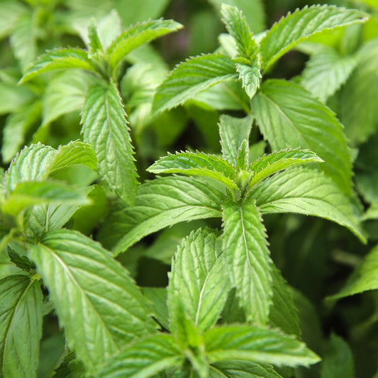 Spearmint, First Cutting, Rectified