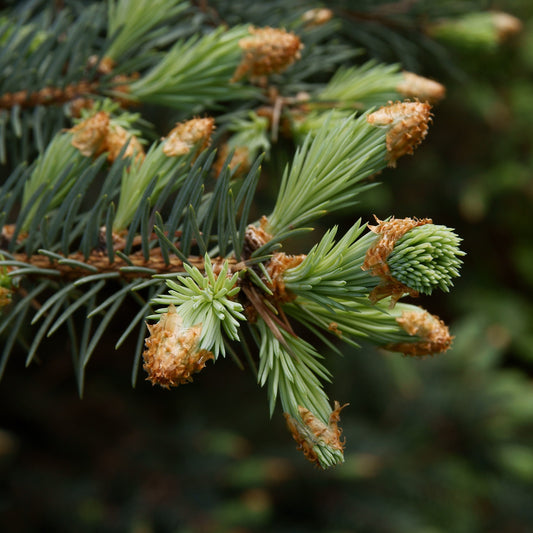 Black Spruce, Organic