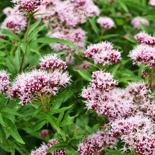 Valerian in bloom