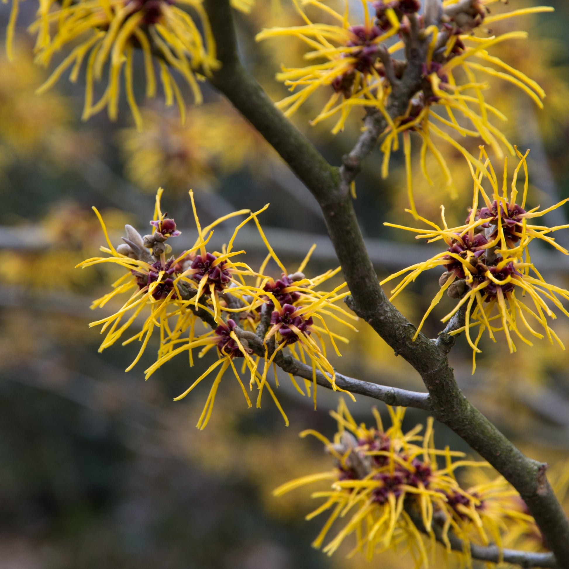 Flowering witch hazel