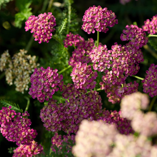 Yarrow, Blue, Wildcrafted