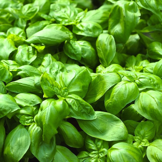 Basil, Sweet, Organic