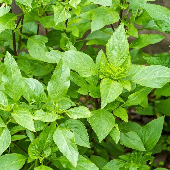 Basil, Holy (Tulsi), Wildcrafted