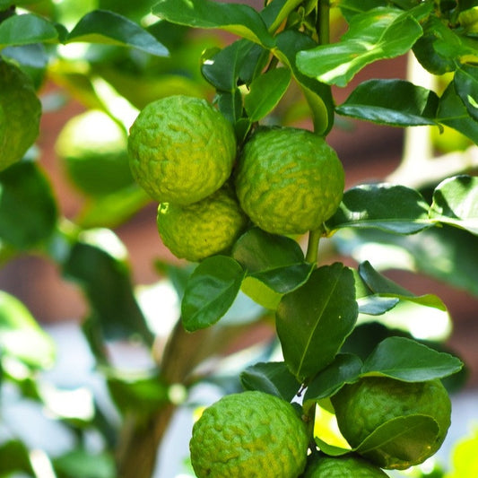 Bergamot, Organic