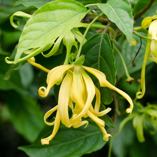 Ylang Ylang #2, Organic