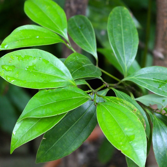 Cinnamon Leaf