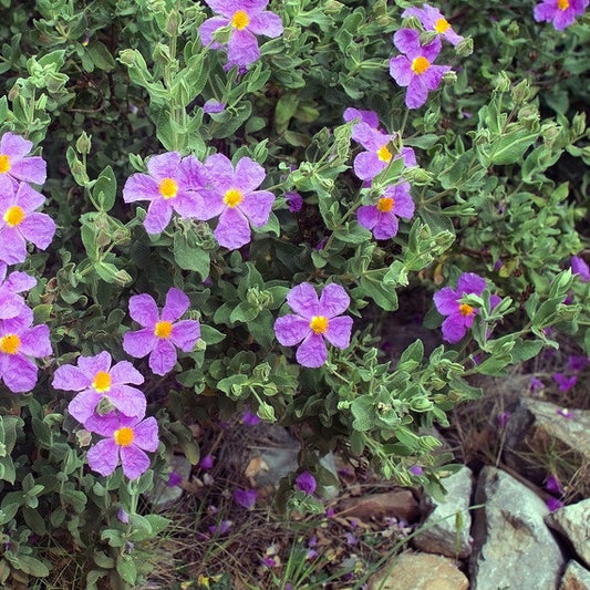 Cistus essential oil