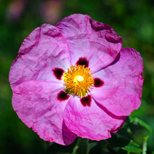 Cistus - Labdanum or Rockrose