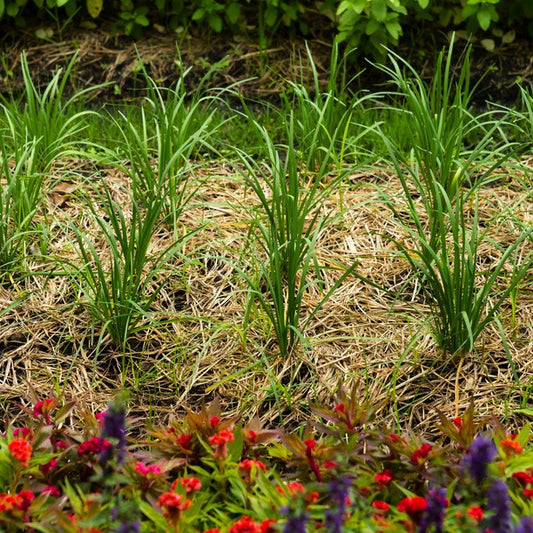 Citronella, Organic