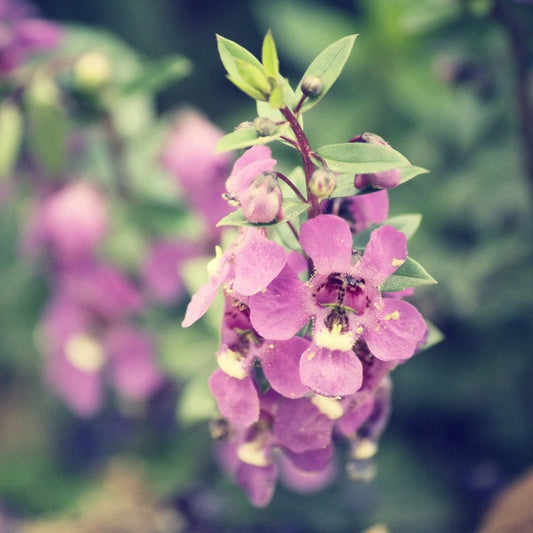 Clary Sage