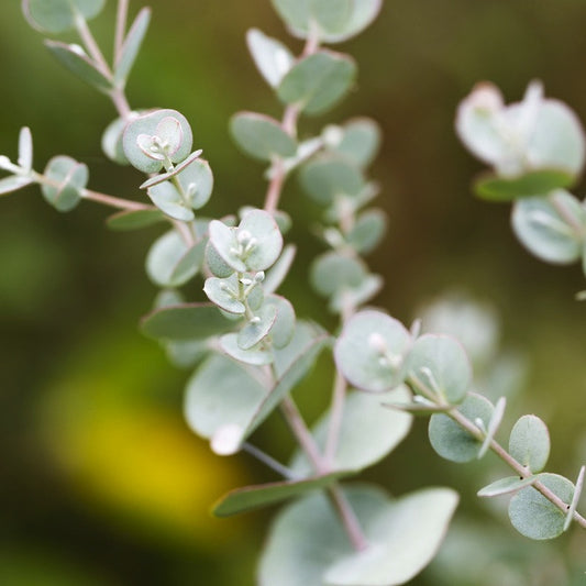 Eucalyptus Globulus