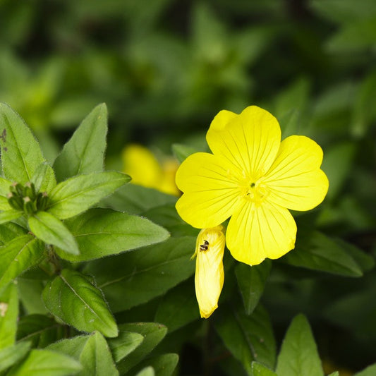 Evening Primrose, 10% GLA,  Organic