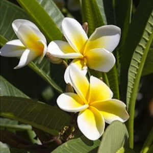 Frangipani blossoms