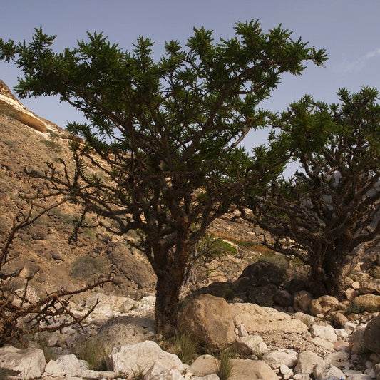 Frankincense, Sacred