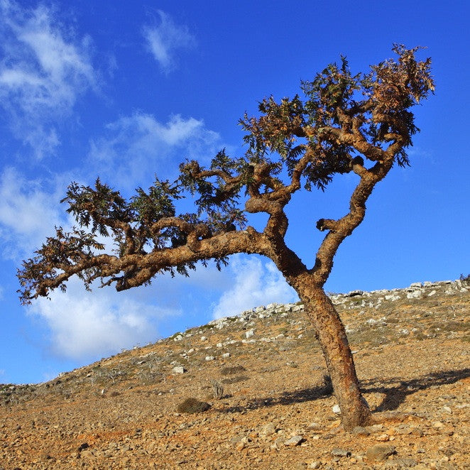 Frankincense tree on a slope in Somalia.  Frankincense resin is collected and distilled for pure essential oil.  TIMELESS Essential Oils