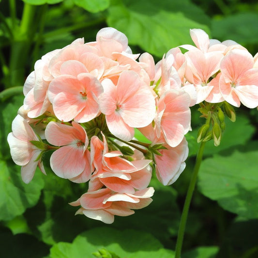 Geranium Rose